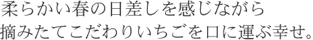 柔らかい春の日差しを感じながら摘みたてこだわりいちごを口に運ぶ幸せ。