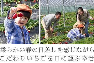 柔らかい春の日差しを感じながら摘みたてこだわりいちごを口に運ぶ幸せ。